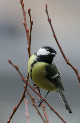 Kohlmeise/ Great Tit