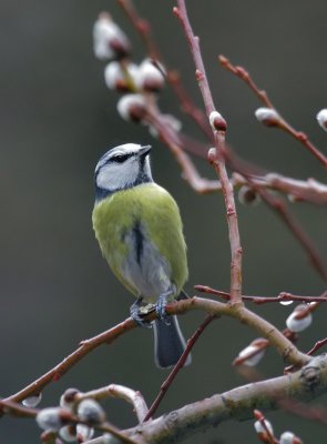 Blaumeise / Blue Tit