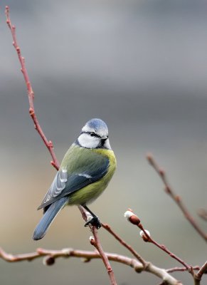 Blaumeise / Blue Tit