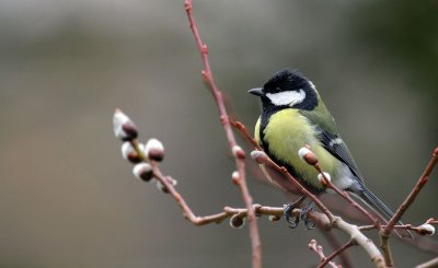 Kohlmeise/ Great Tit