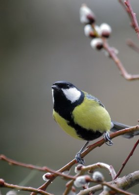 Kohlmeise/ Great Tit 