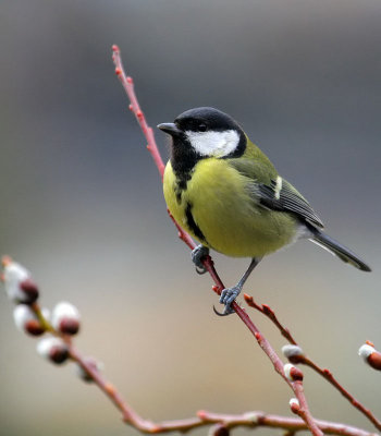 Kohlmeise/ Great Tit