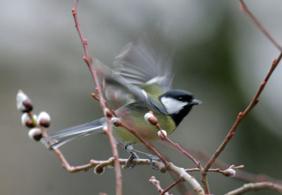 Kohlmeise/ Great Tit