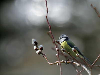 Blaumeise / Blue Tit