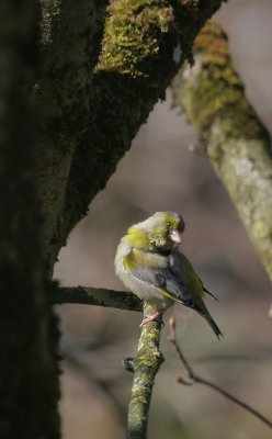  Grnfink / European Greenfinch