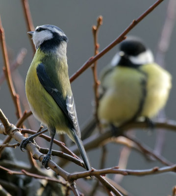 Kohlmeise/ Great Tit and Blaumeise/Blue Tit