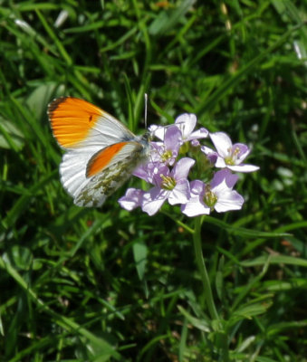 Aurorafalter / Orange-Tip Butterfly