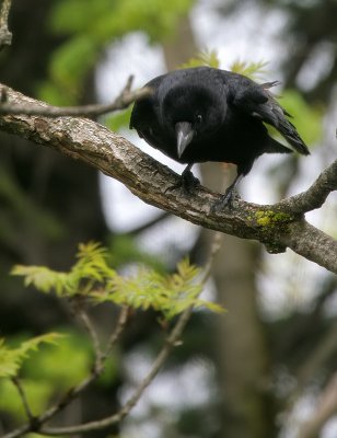 Rabe / Northern Raven