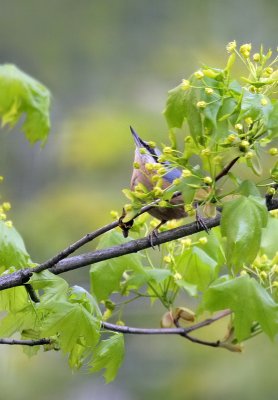 Kleiber / Eurasian Nuthatch