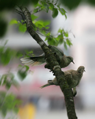 Trkentauben / Eurasian Collared Dove
