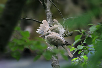 Trkentauben / Eurasian Collared Dove
