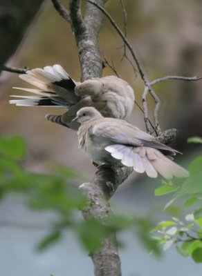 Türkentauben / Eurasian Collared Dove