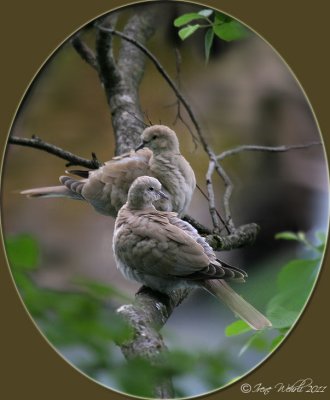 Trkentauben / Eurasian Collared Dove
