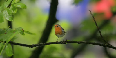 Rotkehlchen / European Robin