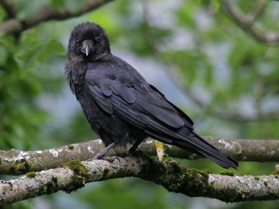 Rabe / Northern Raven