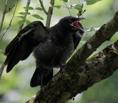 junger Rabe / young  Northern Raven