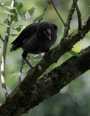 junger Rabe / young  Northern Raven