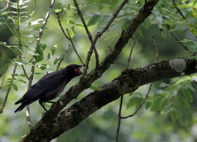 junger Rabe / young  Northern Raven