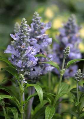 Lavendel /Lavender