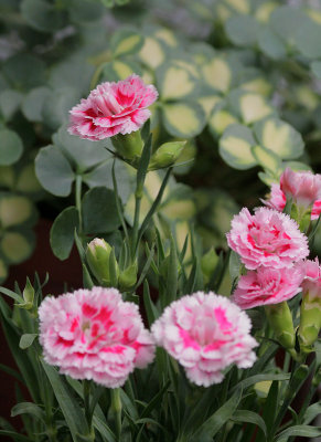 Nelken / Carnation