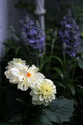 Dahlien / Dahlia
