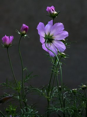 Cosmea