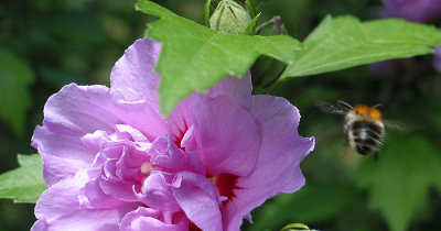 Bee on Hibiscus
