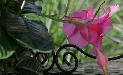 Dipladenia