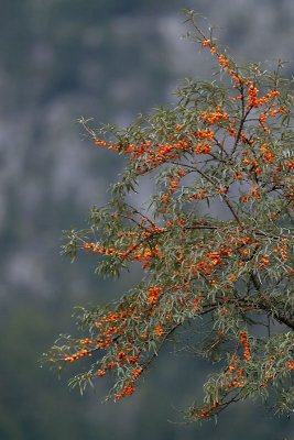 Sanddorn / sea buckthorn