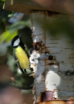 Kohlmeise / Great Tit