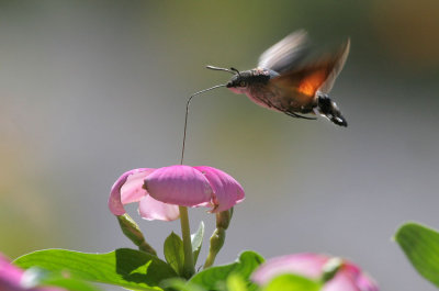 Taubenschwnzchen / hummingbird hawkmoth