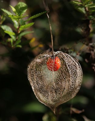 Chinese lantern