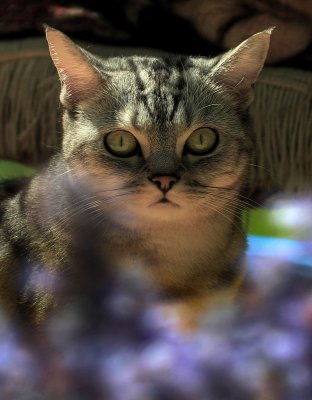 Lucy
