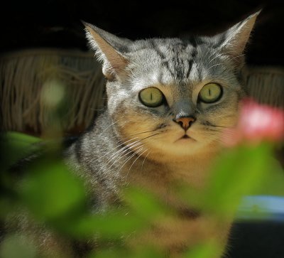 Lucy