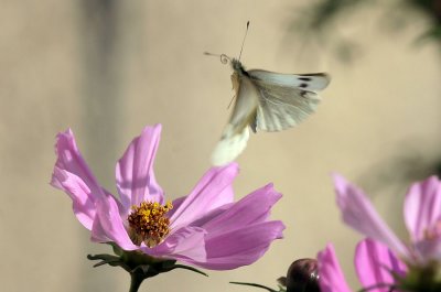Butterfly in flight