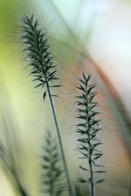 Grass