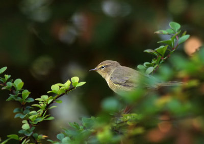 Zilpzalp / Common Chiffchaff