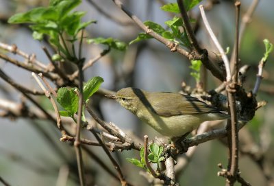 Zilpzalp / Common Chiffchaff