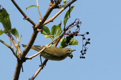 Zilpzalp / Common Chiffchaff