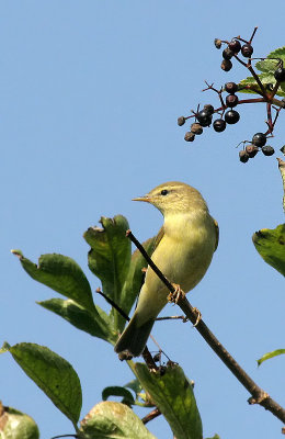 Zilpzalp / Common Chiffchaff