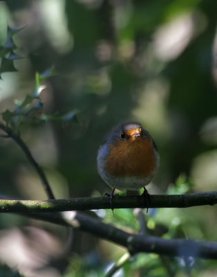 Rotkehlchen / Robin