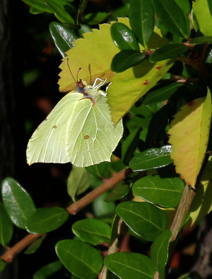 Zitronenfalter / Brimstone Butterfly