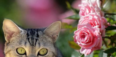 Lucy and the Roses