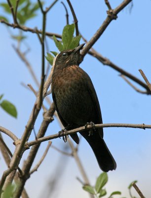 Amsel / Common Blackbird