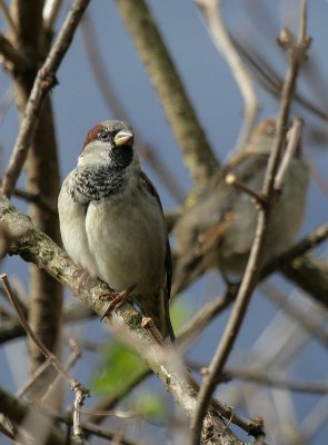 Haussperlinge / House Sparrows