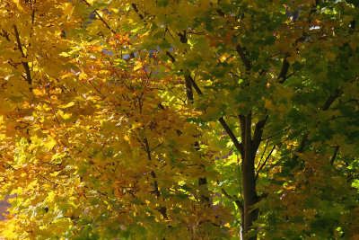 Fall Tree
