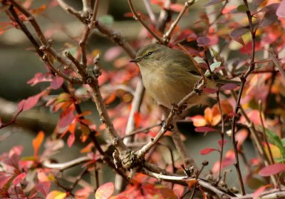 Zilpzalp / Common Chiffchaff