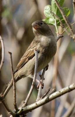 Haussperling / House Sparrow