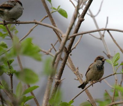 Haussperlinge / House Sparrows