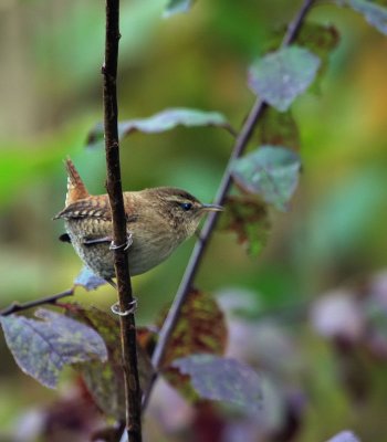 Zaunknig / Winter Wren